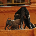 Varanasi_41.jpg